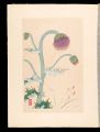 Japanese Alpine Plants / Avene......