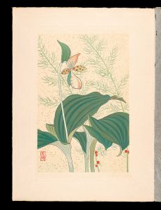 井上正晴「高山植物図譜　キジカクシ（サウチク）・キバナノアツモリサウ」