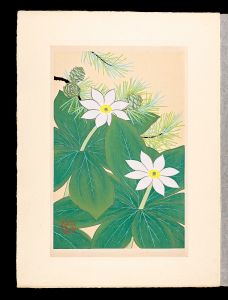 井上正晴「高山植物図譜　キヌガササウ・カラマツ（フジマツ・ラクエフシヨウ）
」