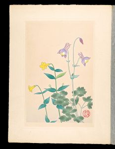 井上正晴「高山植物図譜　ヤマオダマキ・オホバノミゾホホヅキ
」