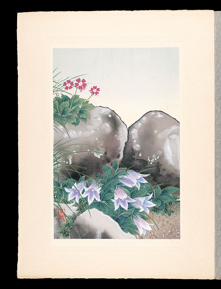井上正晴「高山植物図譜　チシマギキヤウ
」