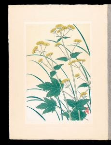 井上正晴「高山植物図譜　キンレイクワ（ハクサンヲミナヘシ）
」