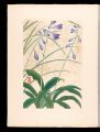 Japanese Alpine Plants / Hosta......