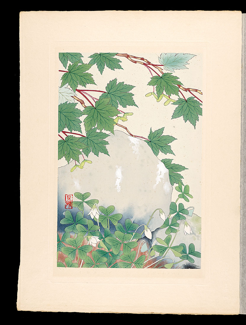 Inoue Masaharu “Japanese Alpine Plants / Miyama-katabami and Mine-kaede”