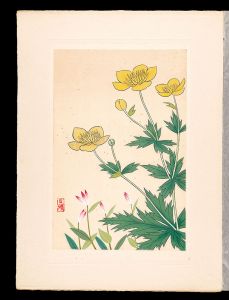 井上正晴「高山植物図譜　キンバイサウ・ヤマトキサウ」