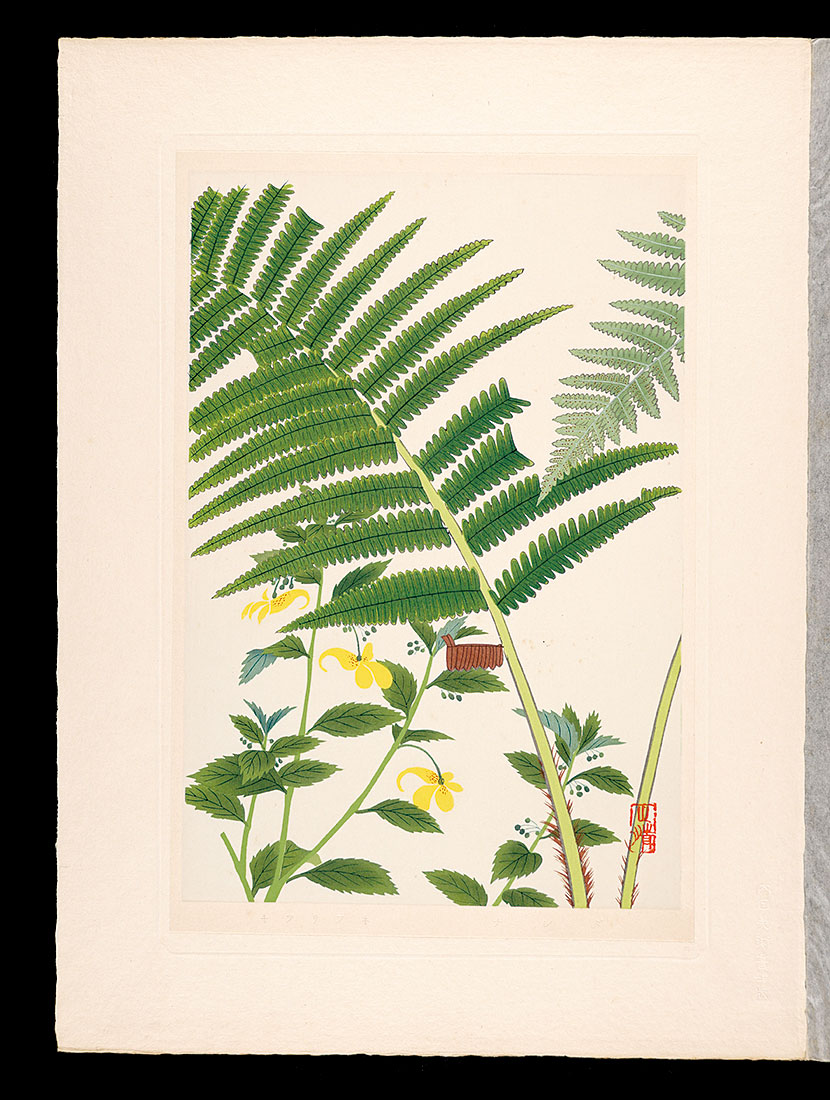 Inoue Masaharu “Japanese Alpine Plants / Crown wood-fern and Yellow Balsam”