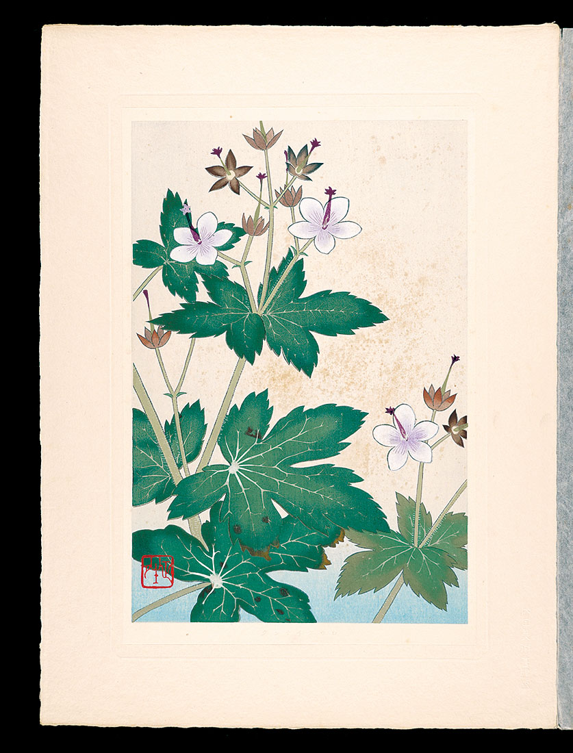 井上正晴「高山植物図譜　グンナイフウロ」