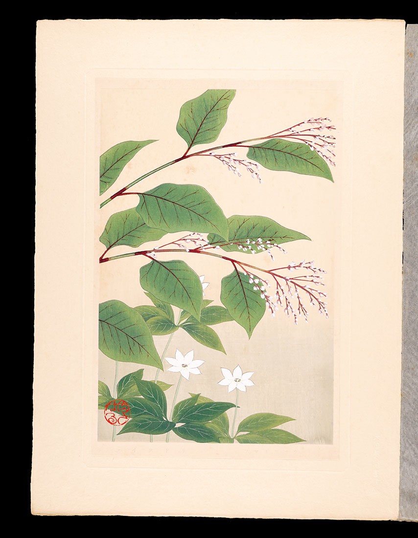 井上正晴「高山植物図譜　イタドリ・ツマトリサウ」