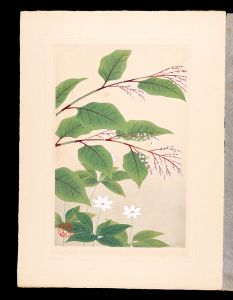 井上正晴「高山植物図譜　イタドリ・ツマトリサウ」