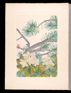 井上正晴「高山植物図譜　キバナシヤクナゲ」