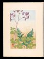 Japanese Alpine Plants / Thali......