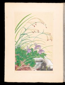 井上正晴「高山植物図譜　ミヤマヲダマキ（ヒメヲダマキ）・ミヤマスズメノヒエ」