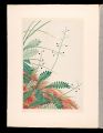 Japanese Alpine Plants / Osaba......