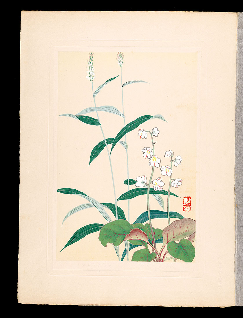 井上正晴「高山植物図譜　イチヤクサウ・イブキトラノヲ」