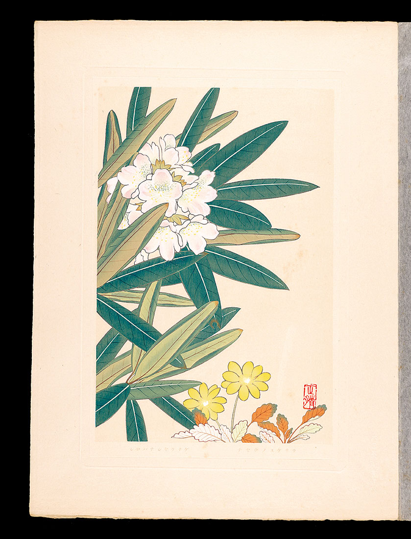 Inoue Masaharu “Japanese Alpine Plants / Dryas octopetala var. asiatica and Andromeda polifolia form. leucantha
”