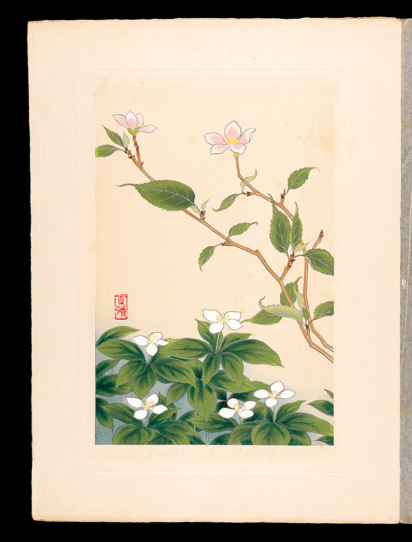 井上正晴「高山植物図譜　ミネザクラ・ゴゼンタチバナ
」