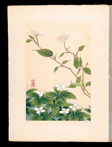 井上正晴「高山植物図譜　ミネザクラ・ゴゼンタチバナ
」