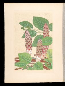 井上正晴「高山植物図譜　オニク（キムラタケ、ヲカサダケ）・ミヤマハンノキ」