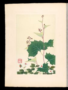井上正晴「高山植物図譜　カニカウモリ・シロバナヘビイチゴ」