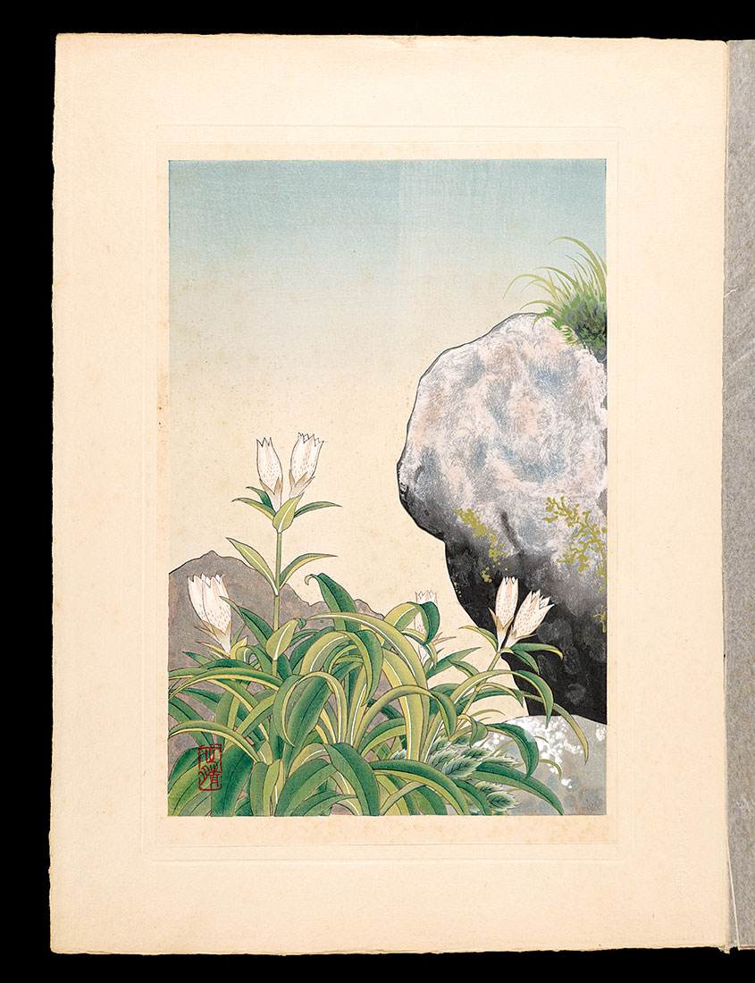 井上正晴「高山植物図譜　タウヤクリンダウ」