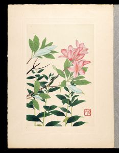 井上正晴「高山植物図譜　ムラサキ・レンゲツツジ」