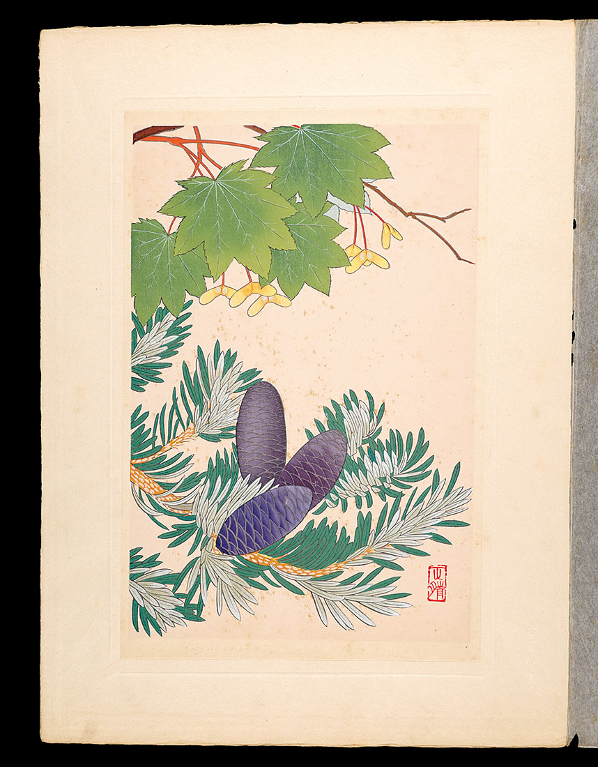 井上正晴「高山植物図譜　キバナハウチハカヘデ・ウラジロモミ」