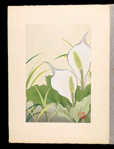 井上正晴「高山植物図譜　ミヅバセウ（ベコノシタ）」