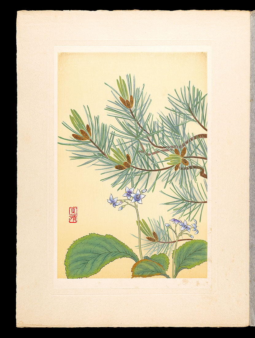 井上正晴「高山植物図譜　イハタバコ・ハイマツ」