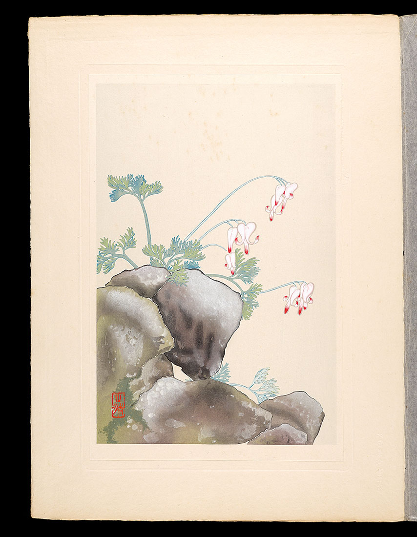 井上正晴「高山植物図譜　コマグサ」