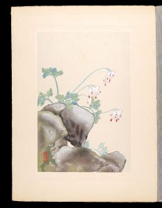 井上正晴「高山植物図譜　コマグサ」