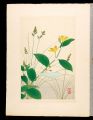 Japanese Alpine Plants / Fescu......