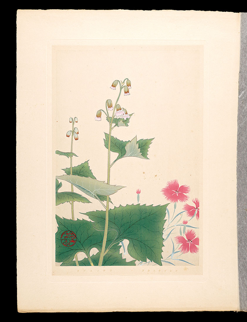 井上正晴「高山植物図譜　タカネナデシコ・ヨブスマサウ」