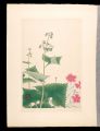Japanese Alpine Plants / speci......