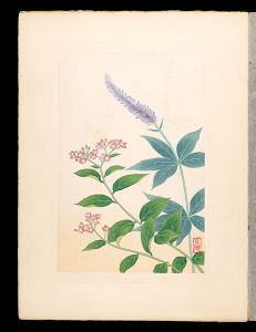 井上正晴「高山植物図譜　クガイサウ・シモツケ」