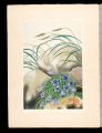 Japanese Alpine Plants / Mount......