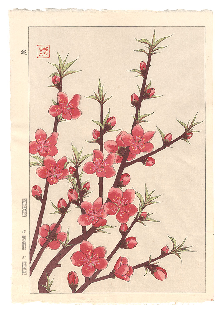 河原崎奨堂「日本の花こよみ　モモ（桃）」