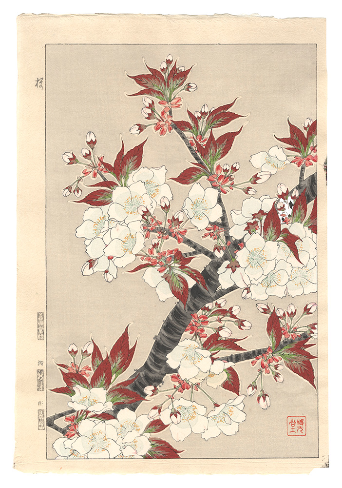 河原崎奨堂「日本の花こよみ　サクラ（桜）」