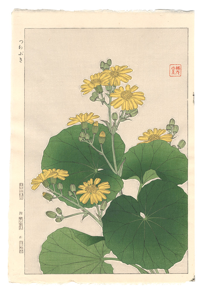 河原崎奨堂「日本の花こよみ　ツワブキ（石蕗）」