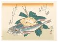 A Series of Fish Subjects / Fl......