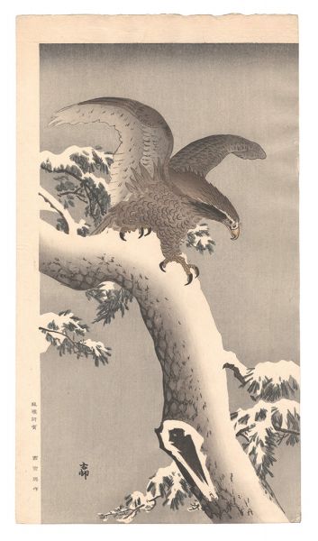 小原古邨（祥邨）「雪松に尾白鷲」