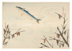 大日本魚類画集　ボラ　／　大野麥風