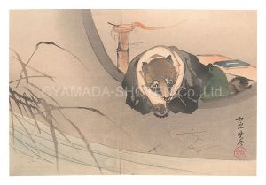 狸