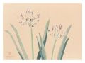 Picture Album of Various Flowe......