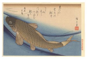 魚づくし　鯉【復刻版】　／　広重初代