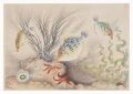Fish of Japan / No. 9 of Volum......