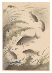 大日本魚類画集　フナ　／　大野麥風