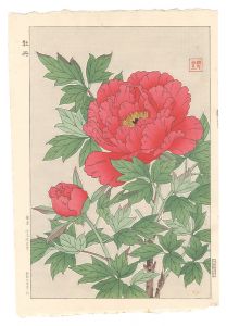 牡丹　／　河原崎奨堂