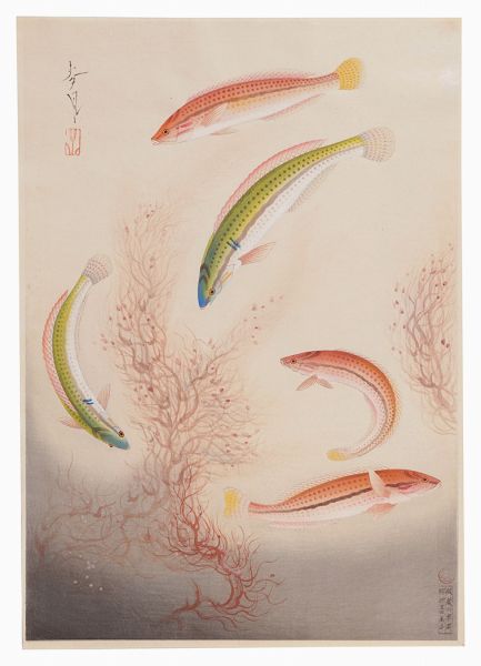 大野麥風「大日本魚類画集　第一輯ノ四　ベラ」