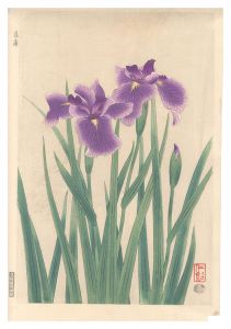 菖蒲　／　伊藤仁三郎