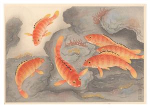 大野麥風「大日本魚類画集　アカハタ」